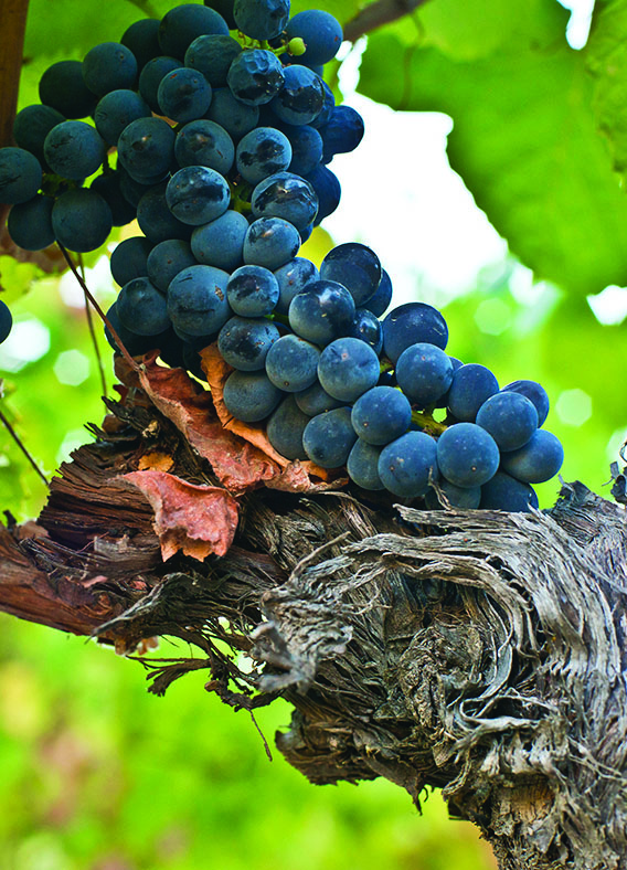 Photo - Accueil PESSEGUEIRO VENDANGE 2013 copie" PESSEGUEIRO VENDANGE 2013 copie